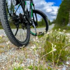 Mit dem Mountainbike auf einsamen Forstwegen in Schweden