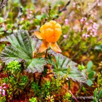 Im August konnte man viele Moltebeeren finden