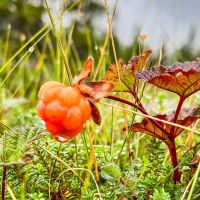 Die Moltebeeren (auch Sumpfbrombeeren) sind groß und lecker diesen Sommer