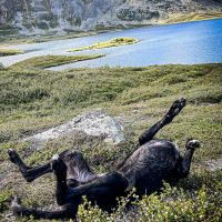 Der Scandi hound fühlt sich wohl beim wandern